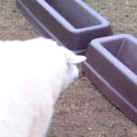 Sturdy Sheep Feeding Trough