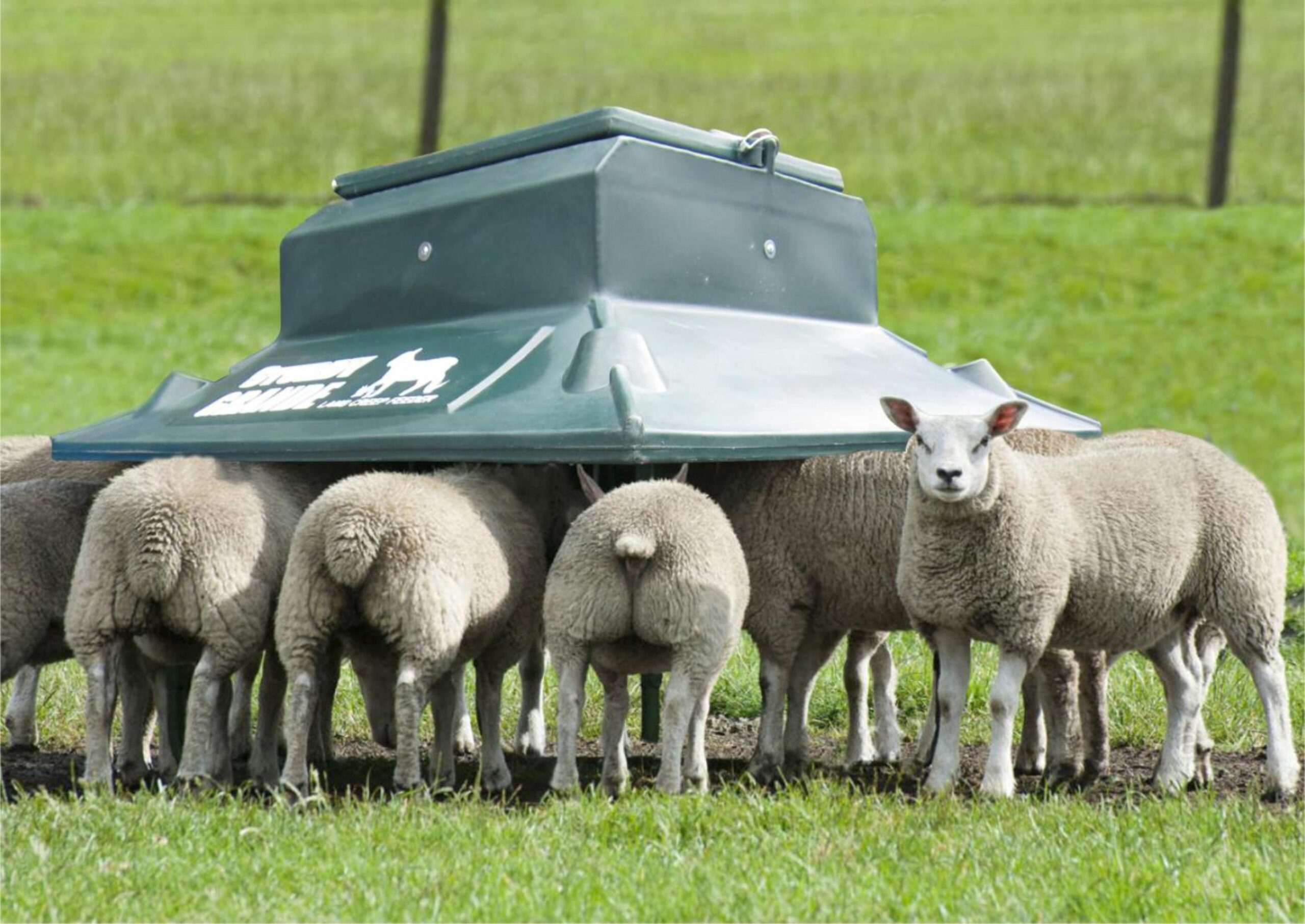 How Important Is Creep Feeding for Lamb Development?